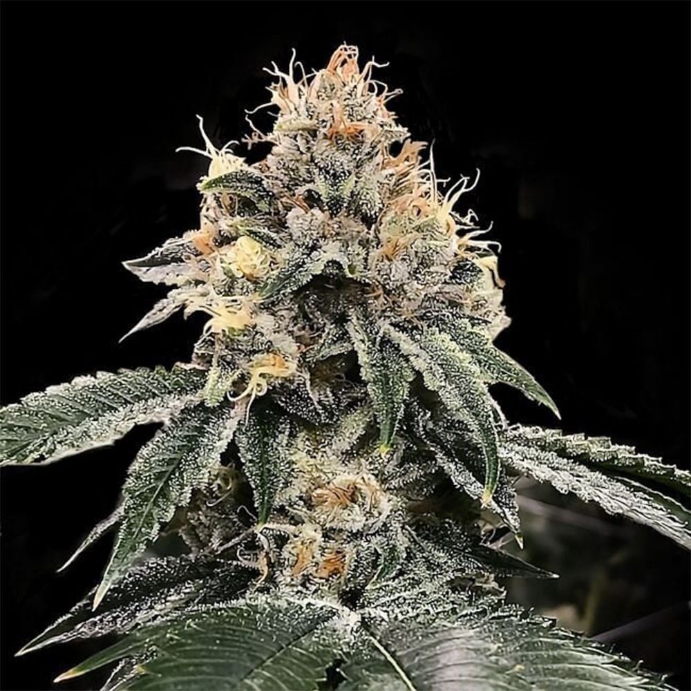 DNA Genetics HG23 Michael Jordan Feminisierte Hanfsamen Cannabisblüte