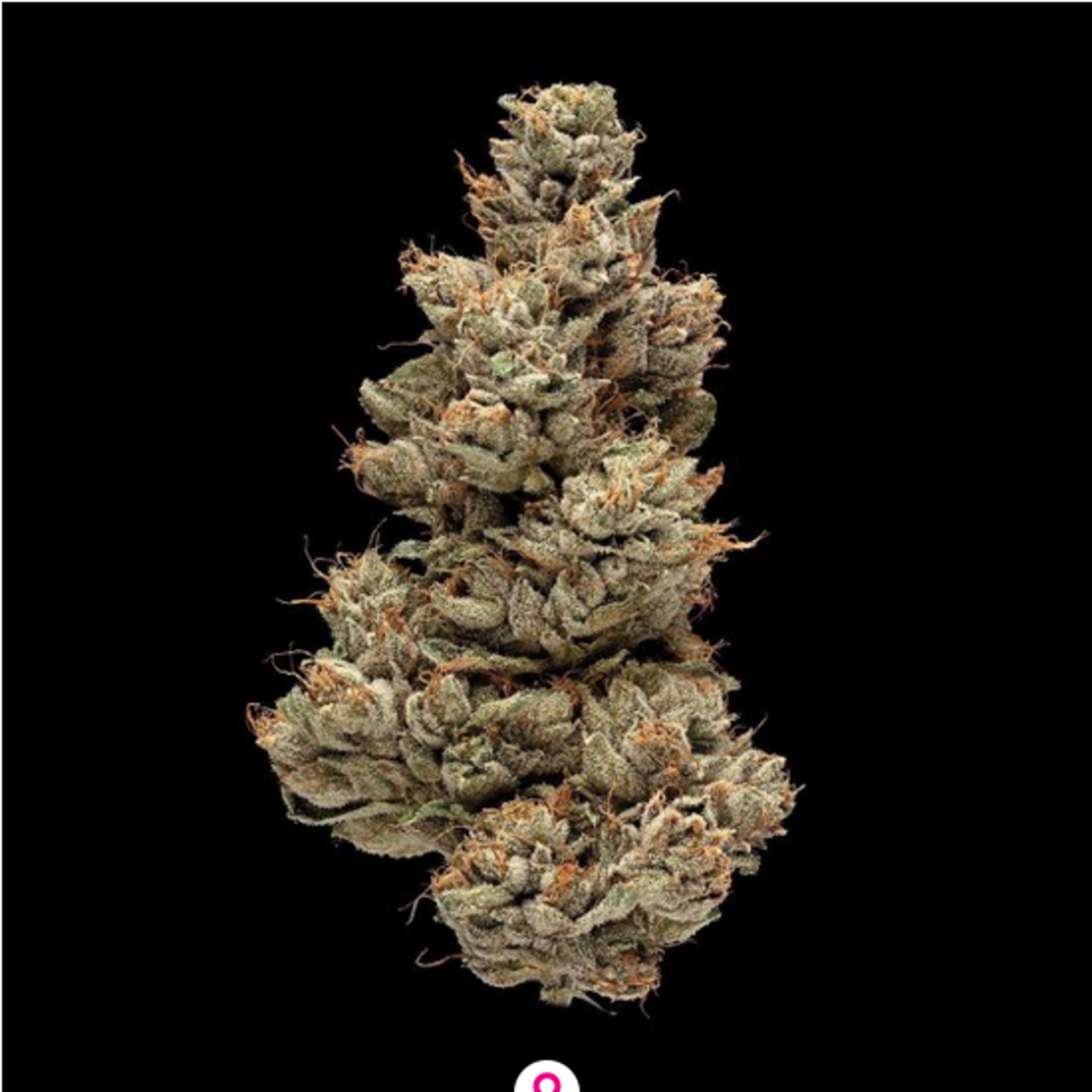 DNA Genetics Gelato Sorbet Feminisierte Hanfsamen