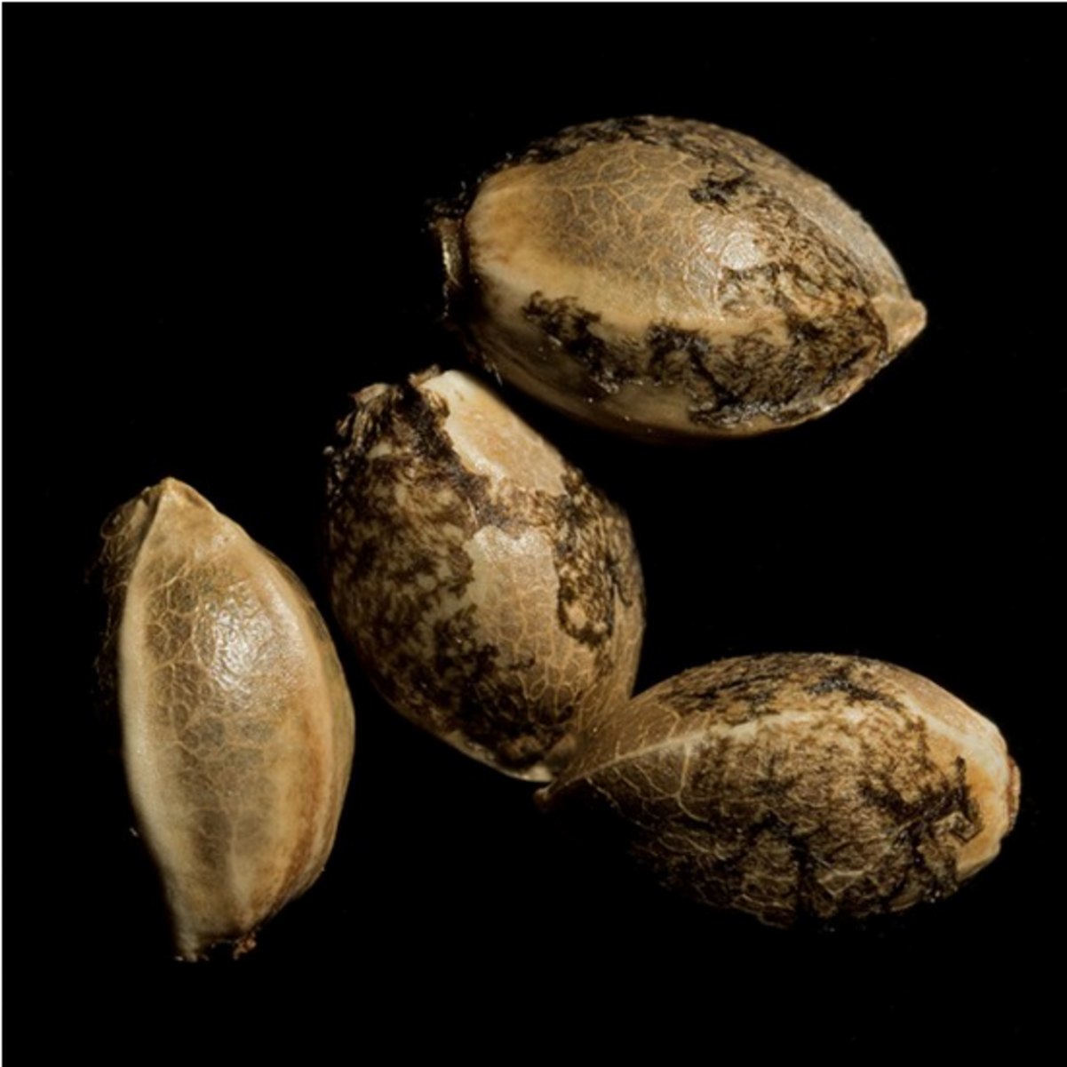 DNA Genetics Holy Grail Kush Feminisierte Hanfsamen