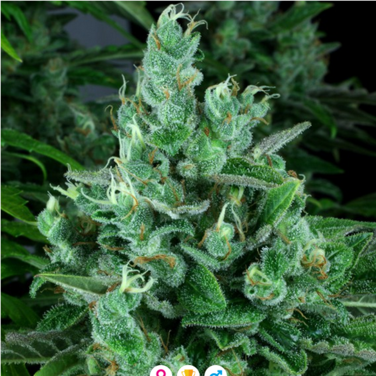 Reserva Privada Kandy Kush Feminisierte Hanfsamen