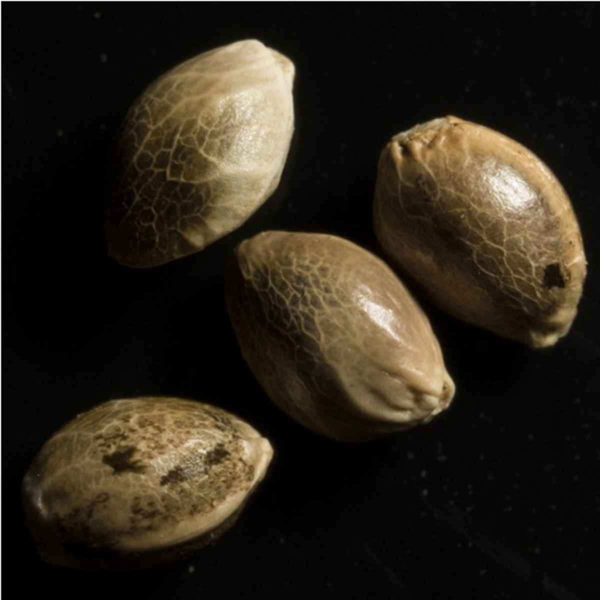 DNA Genetics Kushberry Feminisierte Hanfsamen