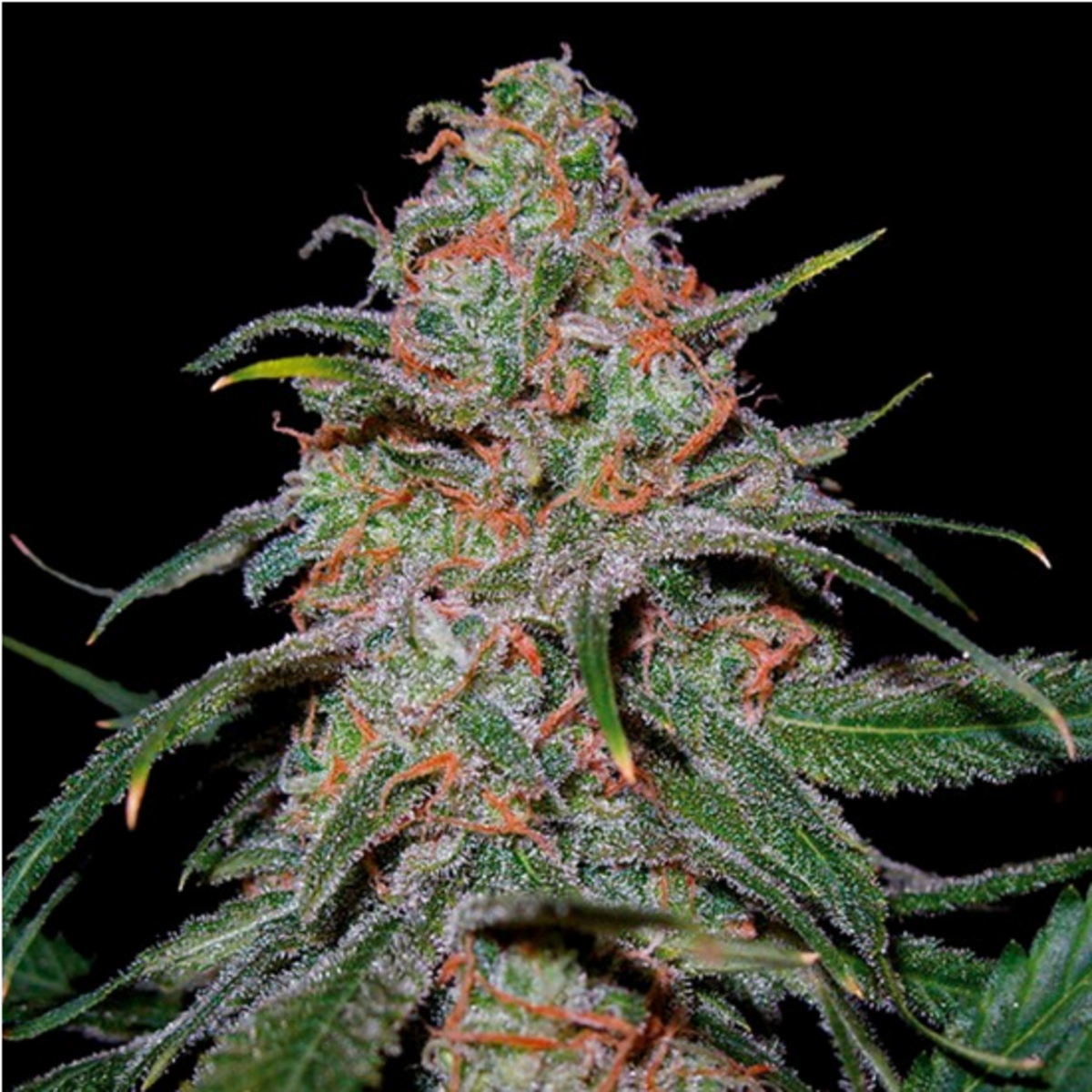 DNA Genetics Lemon Skunk Feminisierte Hanfsamen