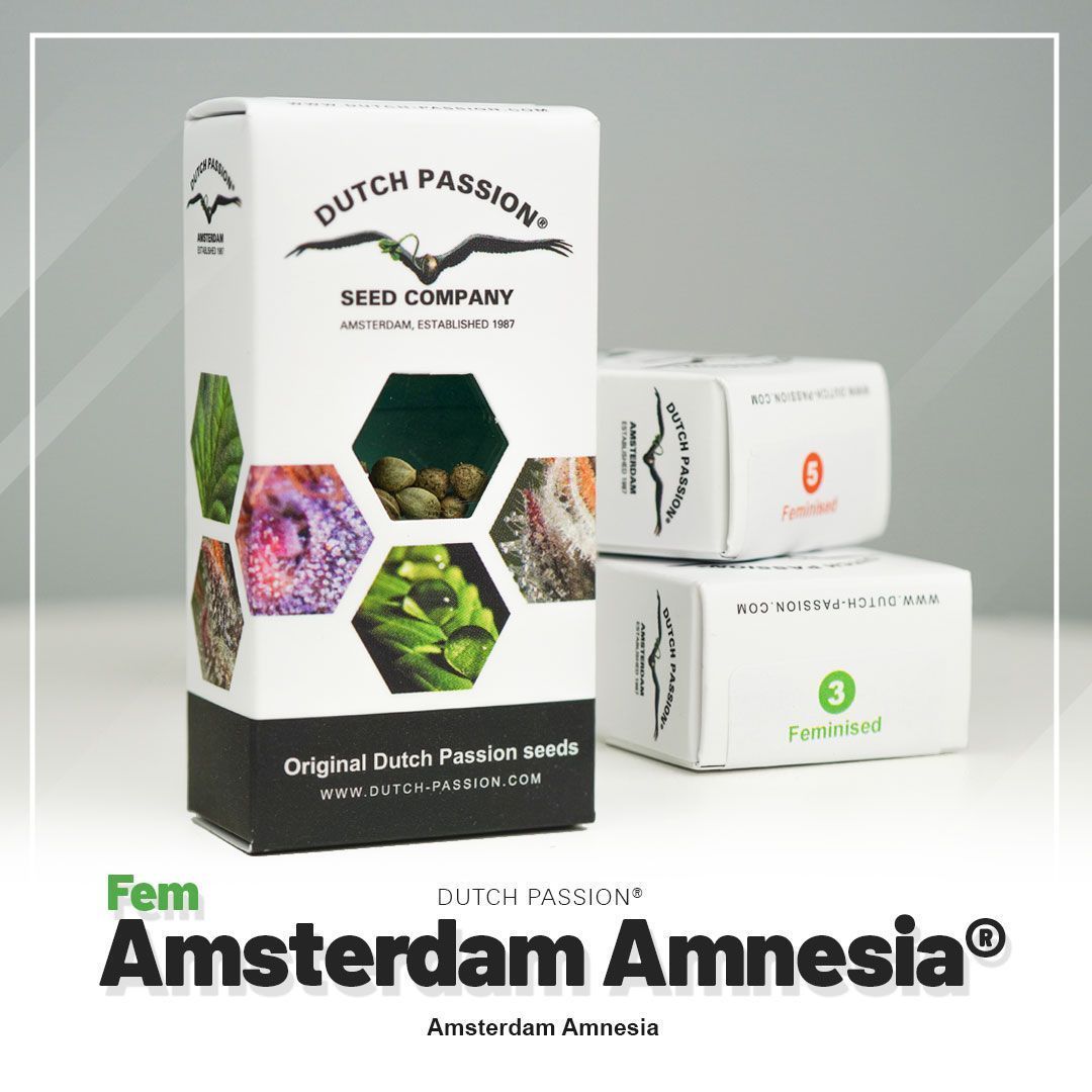 Dutch Passion Amsterdam Amnesia feminisierte Hanfsamen Blüte