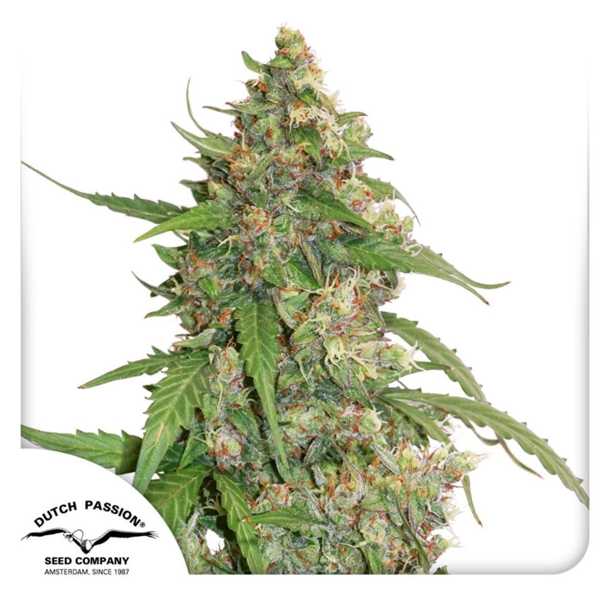 Dutch Passion Auto CBD Compassion Lime Feminisierte Hanfsamen