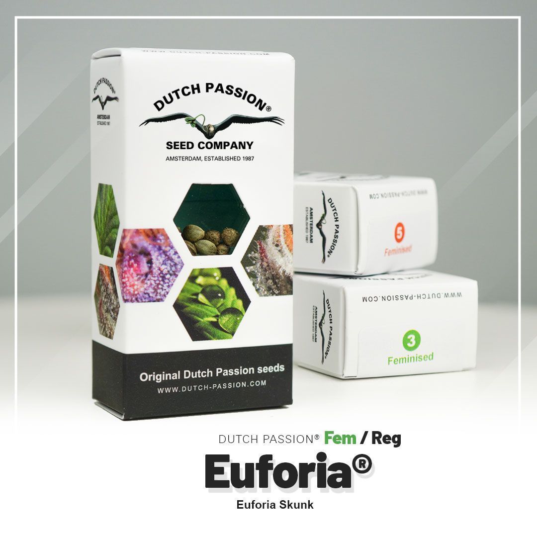 Dutch Passion Euforia Hanfsamen Blüte
