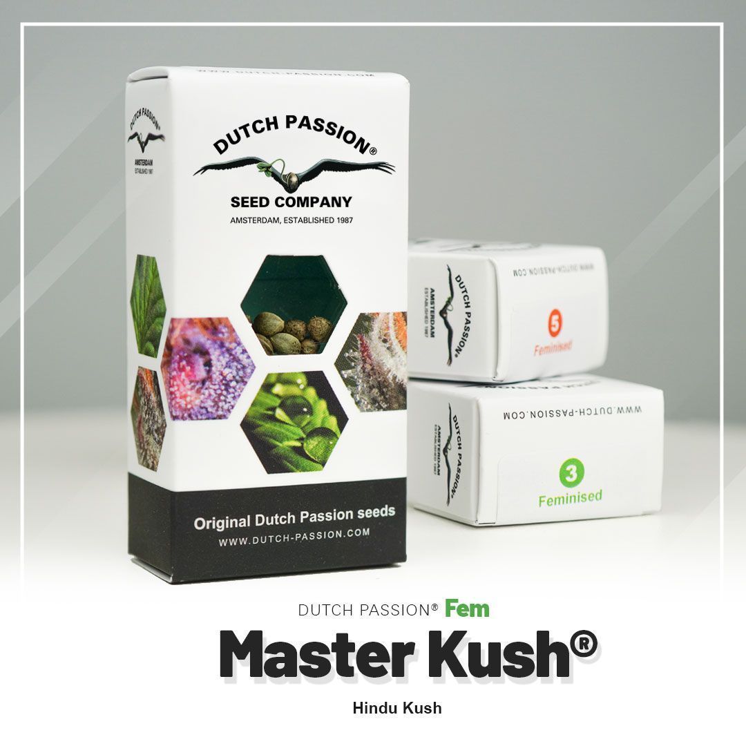 Dutch Passion Master Kush Hanfblüten