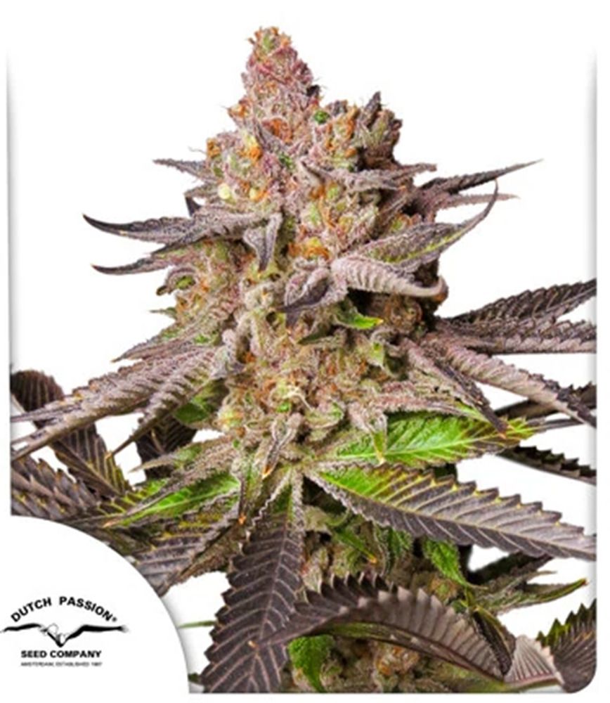 Dutch Passion Melonade Runtz Feminsierte Hanfsamen Cannabisblüte