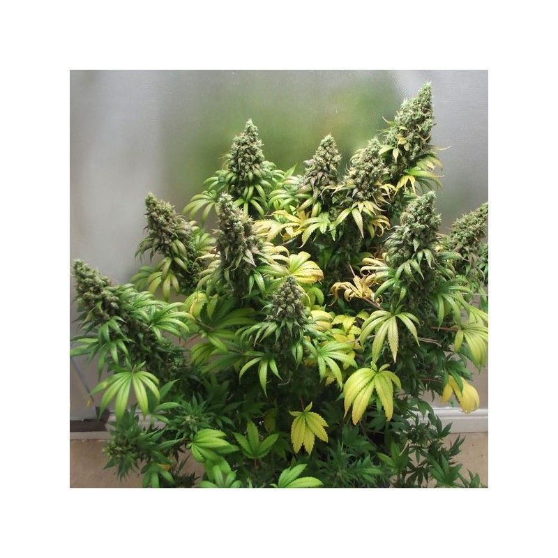 Dutch Passion Orange Hill Special Hanfpflanze Blüte