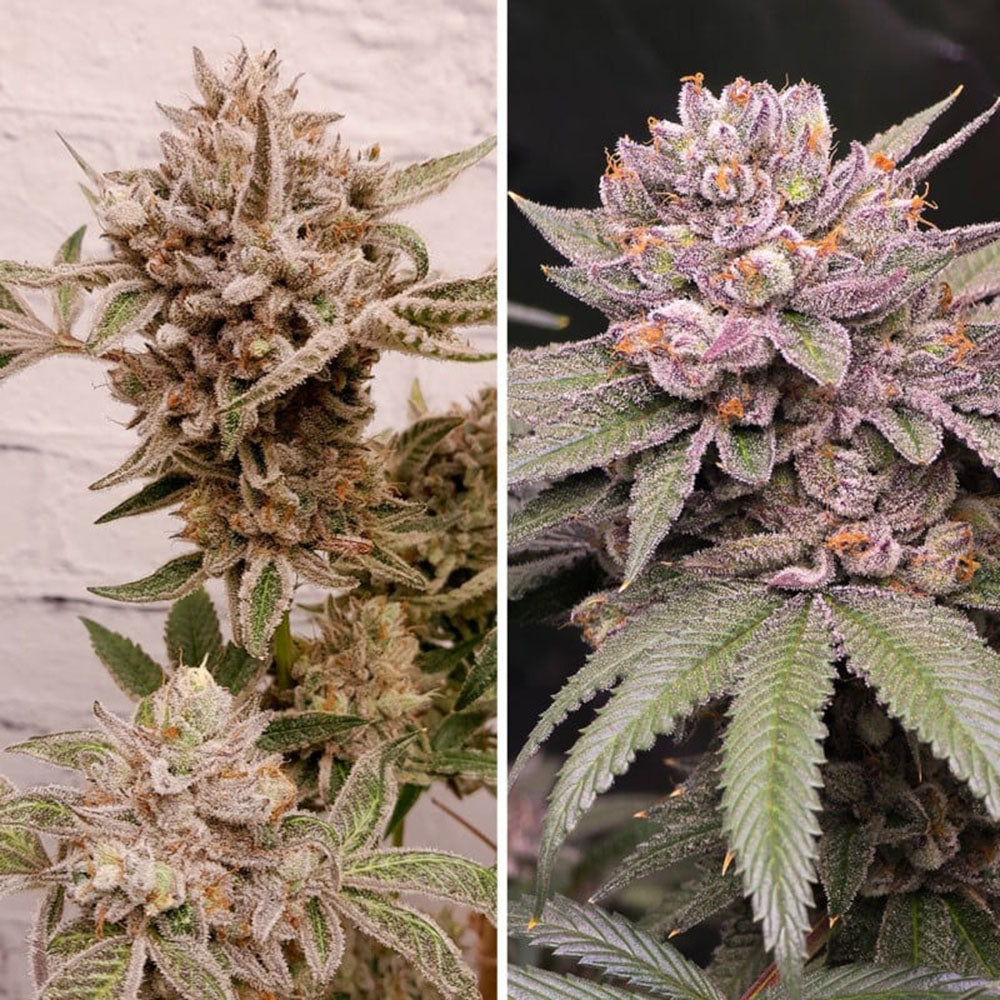 Dutch Passion Sluh Mint Cake Feminisierte Hanfsamen Cannabisblüte