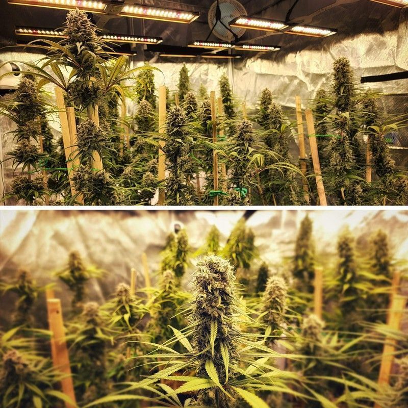 Dutch Passion Strawberry Caugh Hanfpflanze Blüte