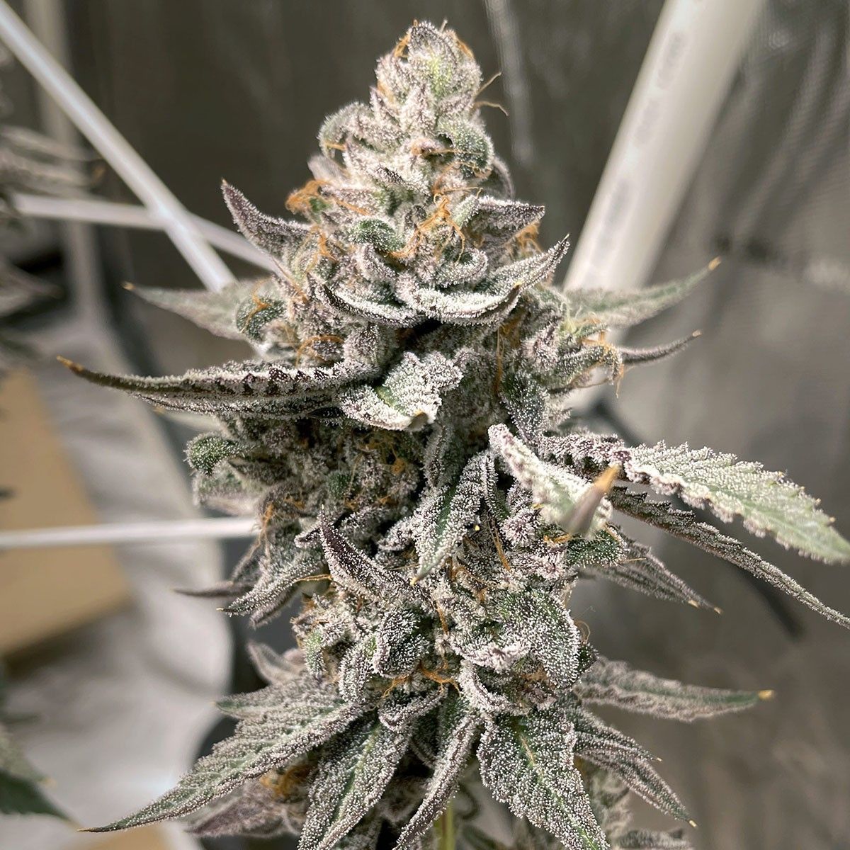 Elev8 Seeds Beaver Cookies Feminisierte Hanfsamen