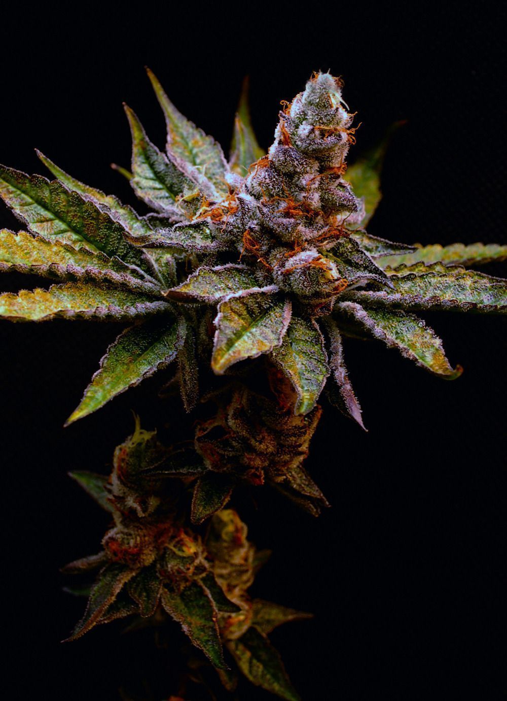 Elev8 Seeds Birthday Punch Feminisierte Hanfsamen Cannabisblüte