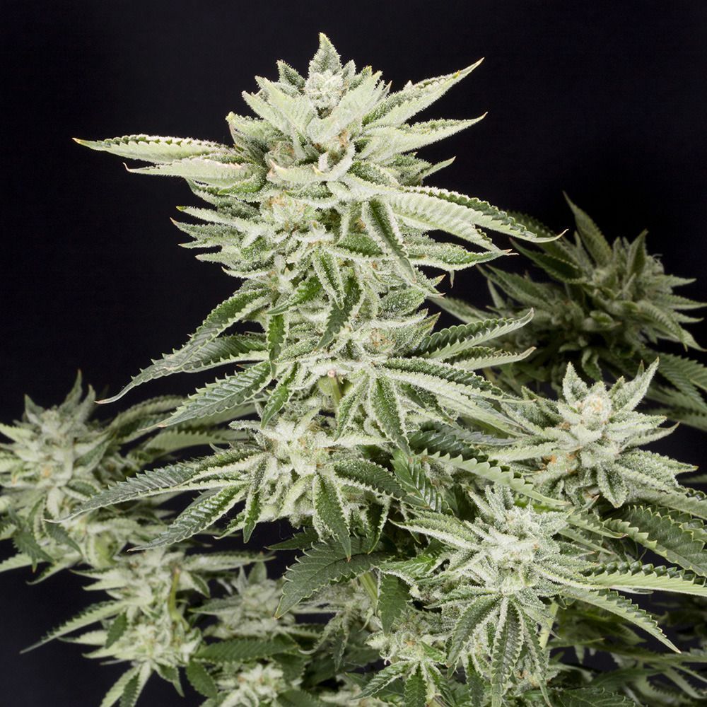 Elev8 Seeds Sherbet S1 Feminisierte Hanfsamen Cannabisblüte