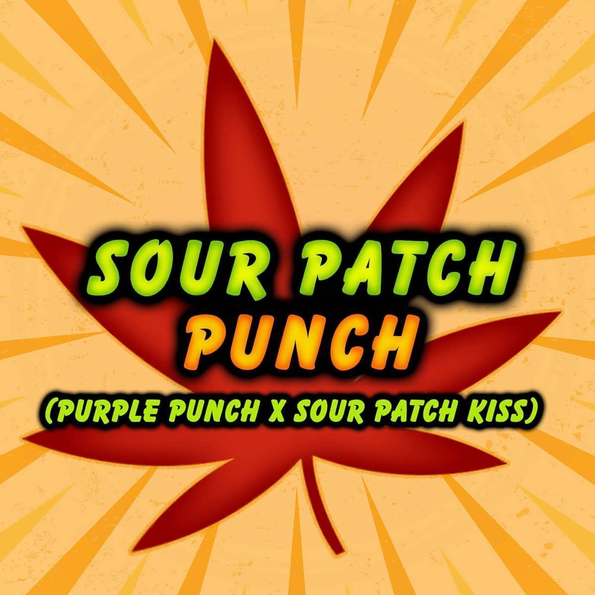 Elev8 Seeds Sour Patch Punch Feminisierte Hanfsamen
