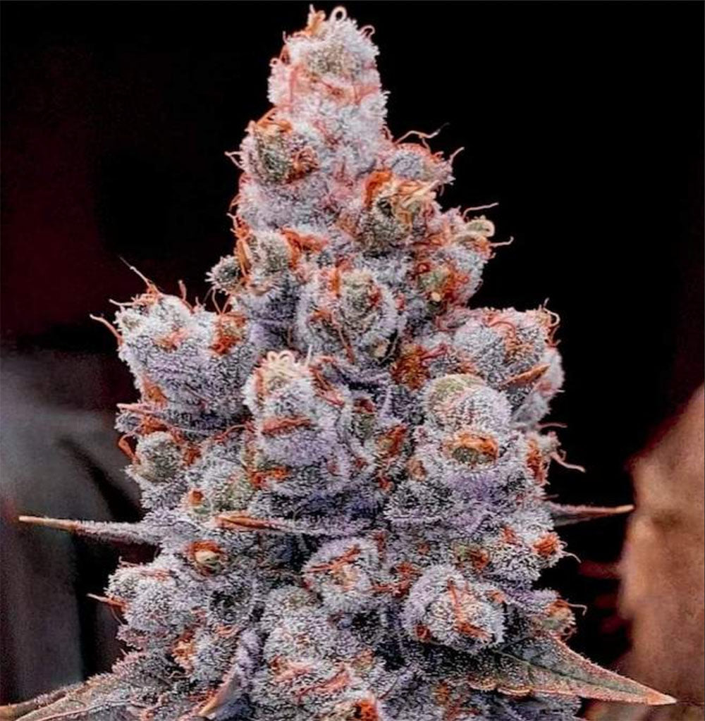 Ethos Genetics Banana Jealousy RF3 Hanfsamen Cannabisblüte