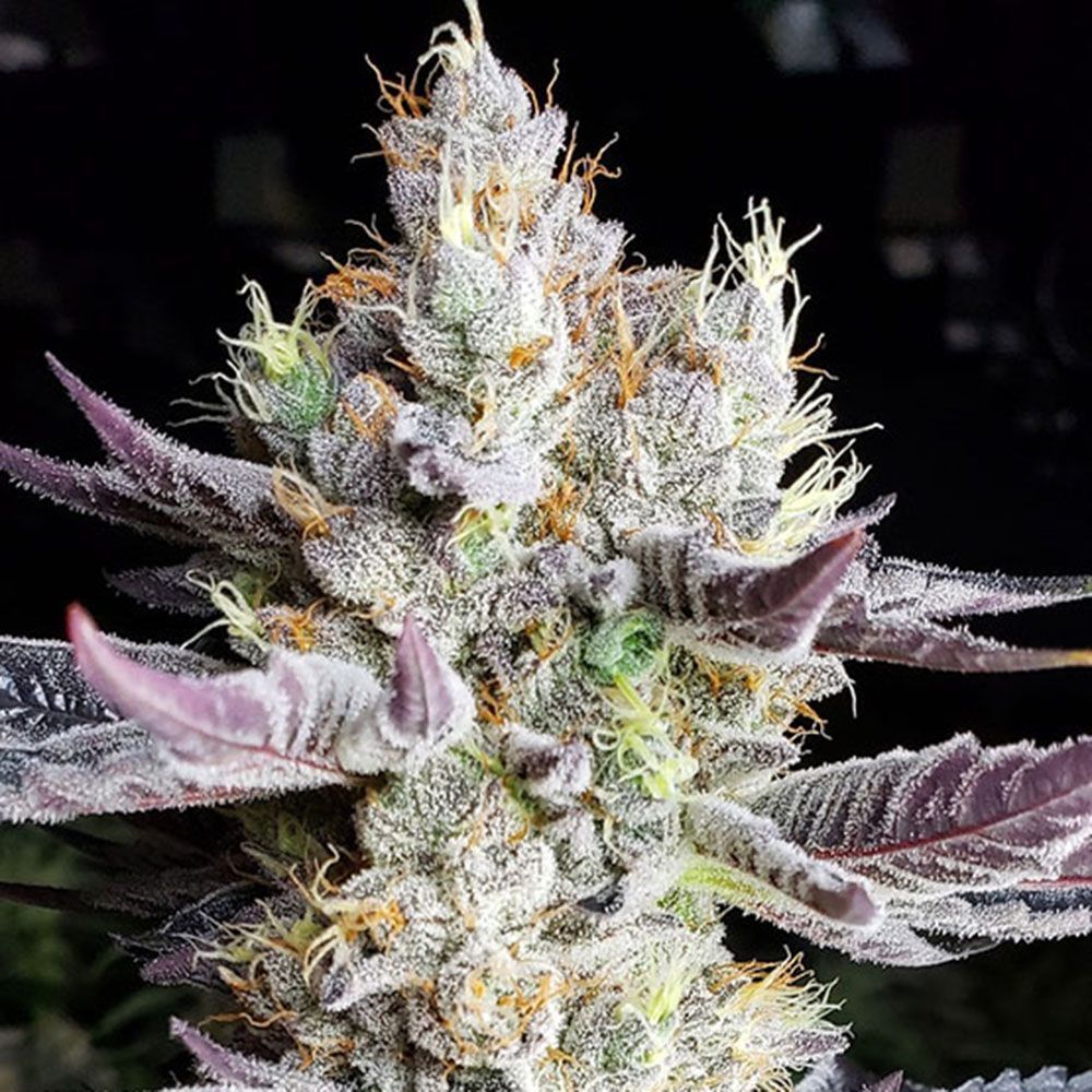 Ethos Genetics BooBerry Cookies RBX Feminisierte Hanfsamen Cannabisblüte