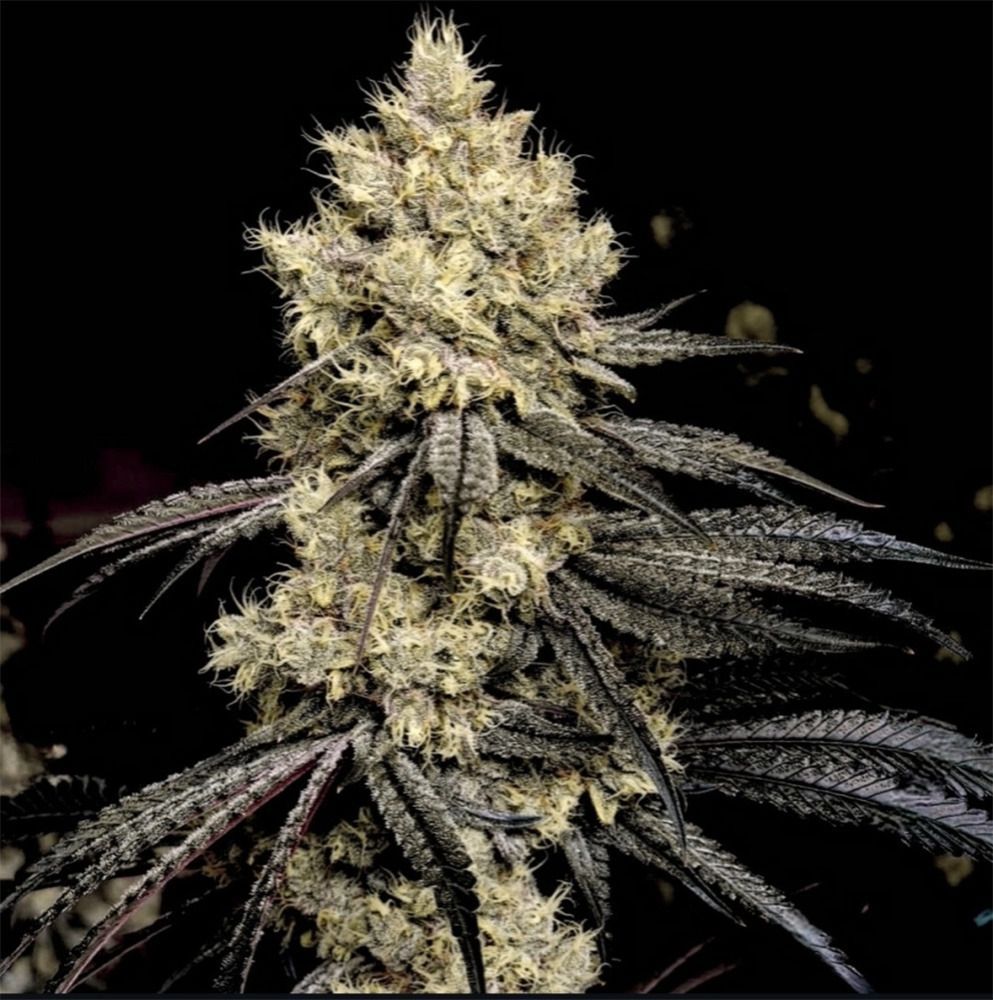 Ethos Genetics Pillows R1 Feminisierte Hanfsamen Cannabisblüte