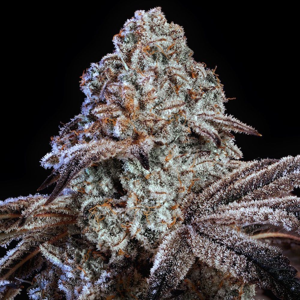 Ethos Genetics Psy-Op R1 Feminisierte Hanfsamen Cannabisblüte
