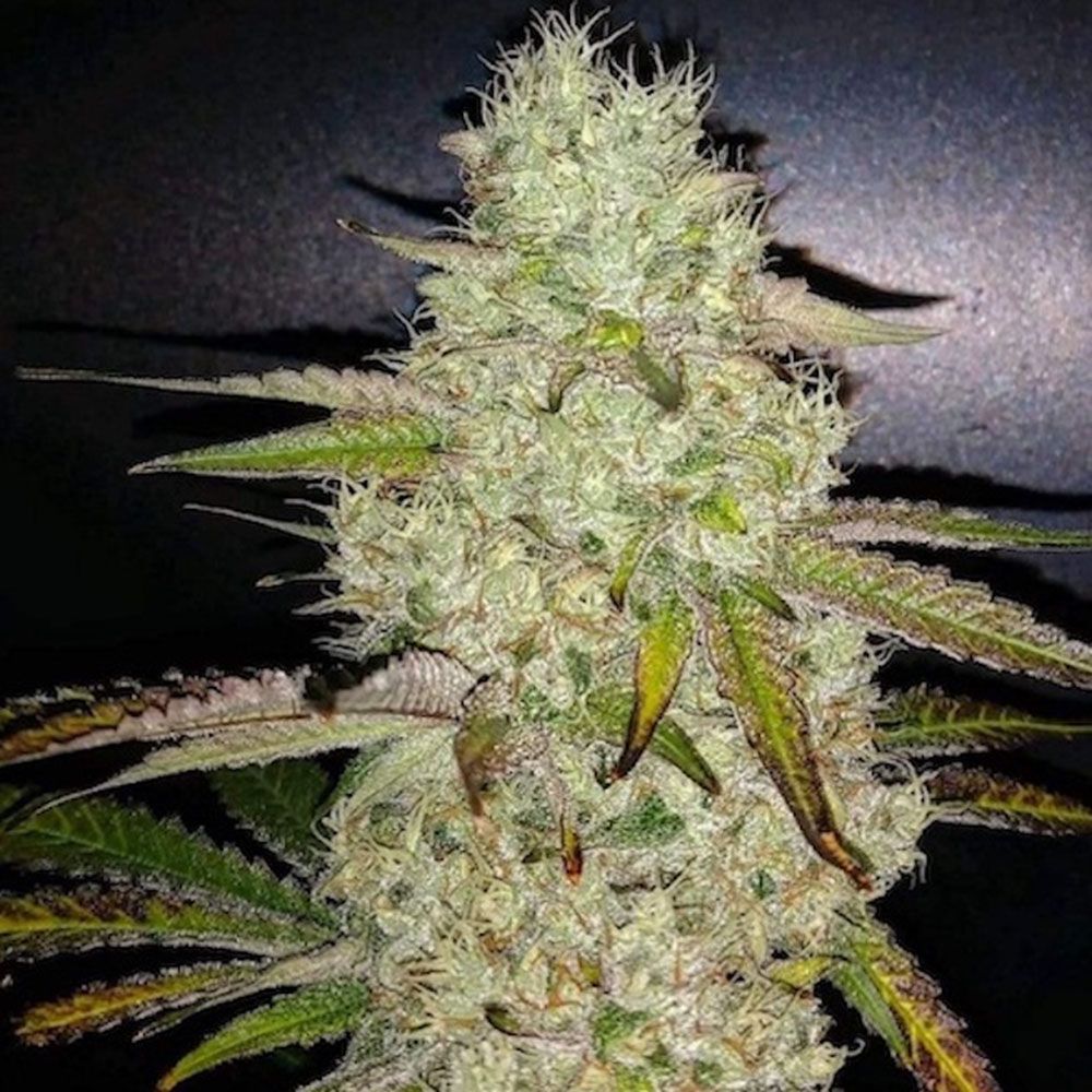Ethos Genetics Toasted R1 Feminisierte Hanfsamen Cannabisblüte