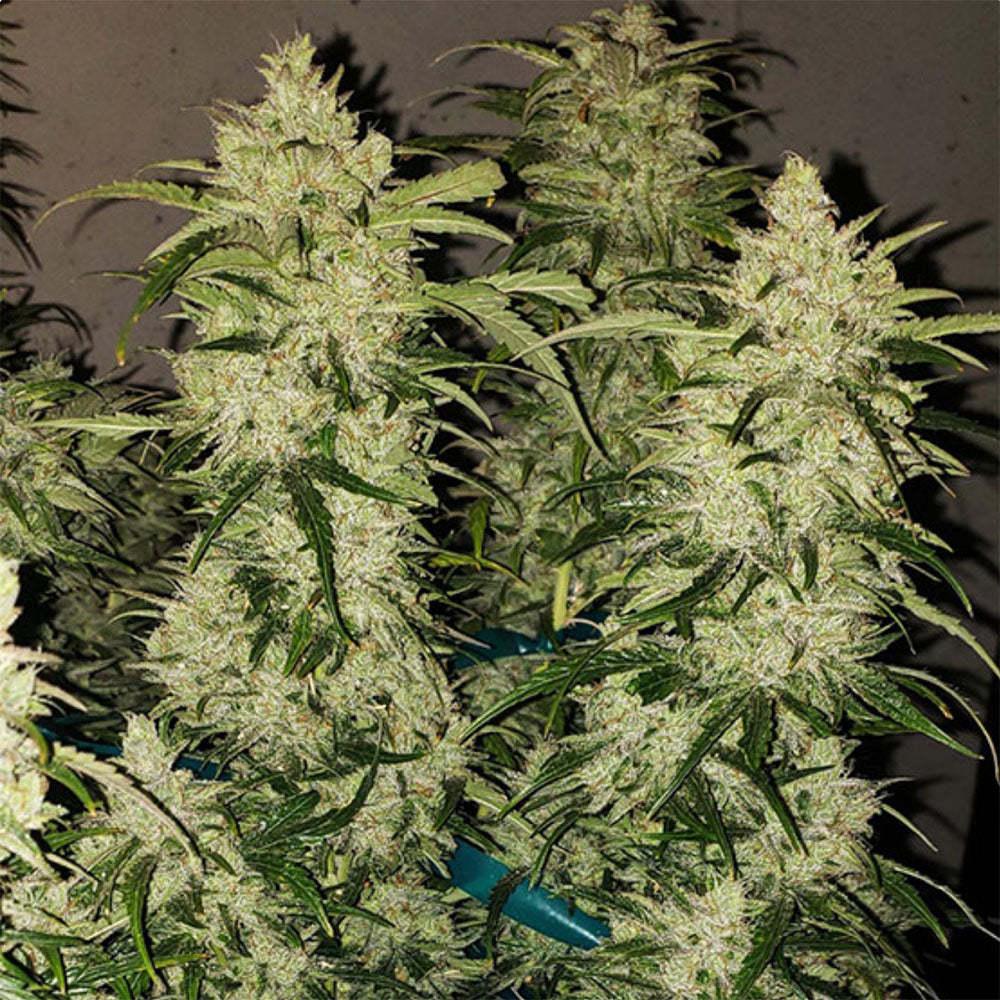 Ethos Genetics Zweet RBX2 Hanfsamen Cannabisblüte