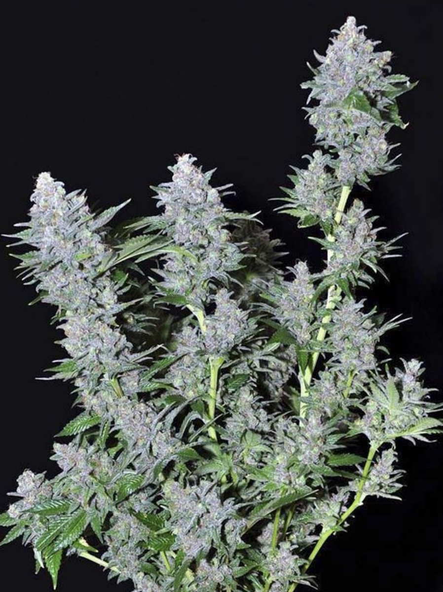 EVA Seeds Missing in Barcelona Feminisierte Hanfsamen