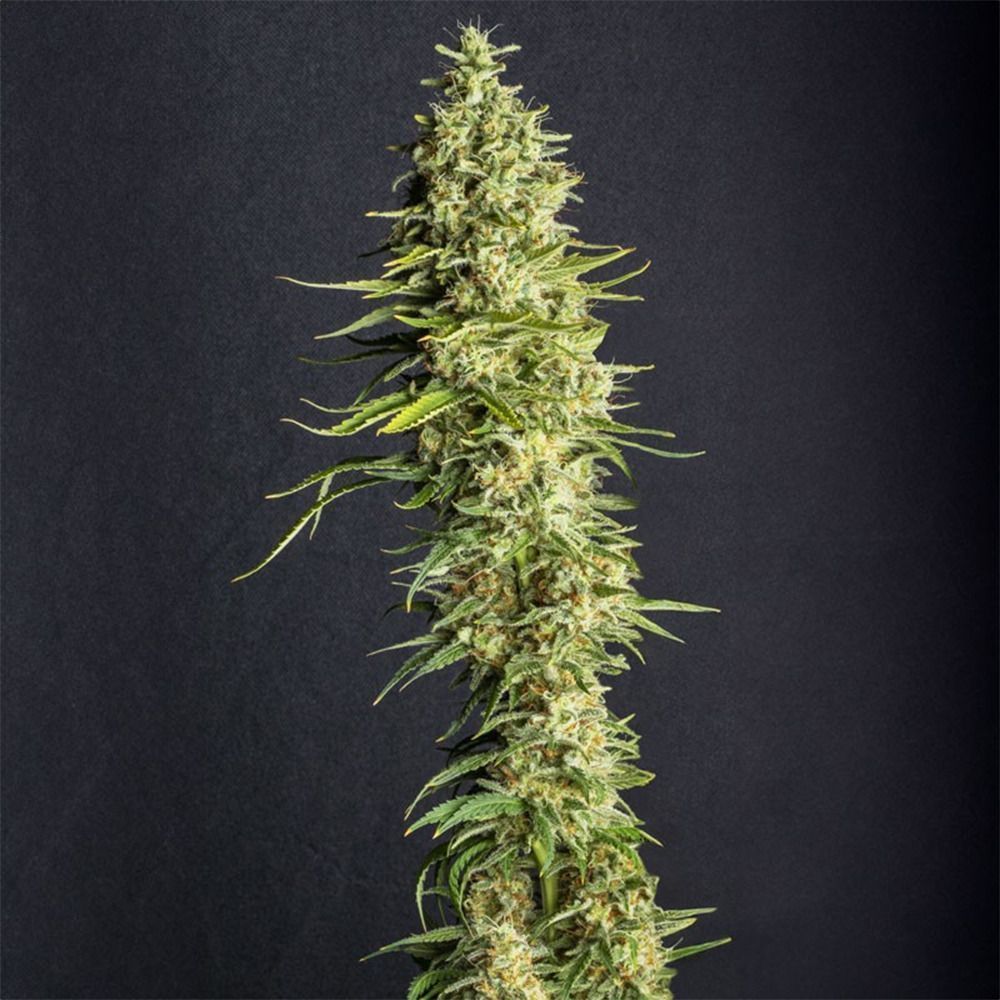 Eva Seeds Monster CBD Feminiserte Hanfsamen Cannabisblüte