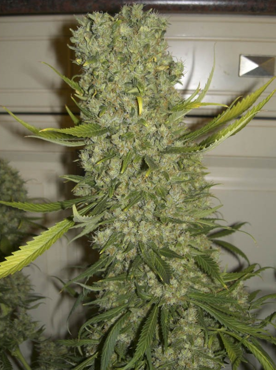 EVA Seeds Monster Feminisierte Hanfsamen