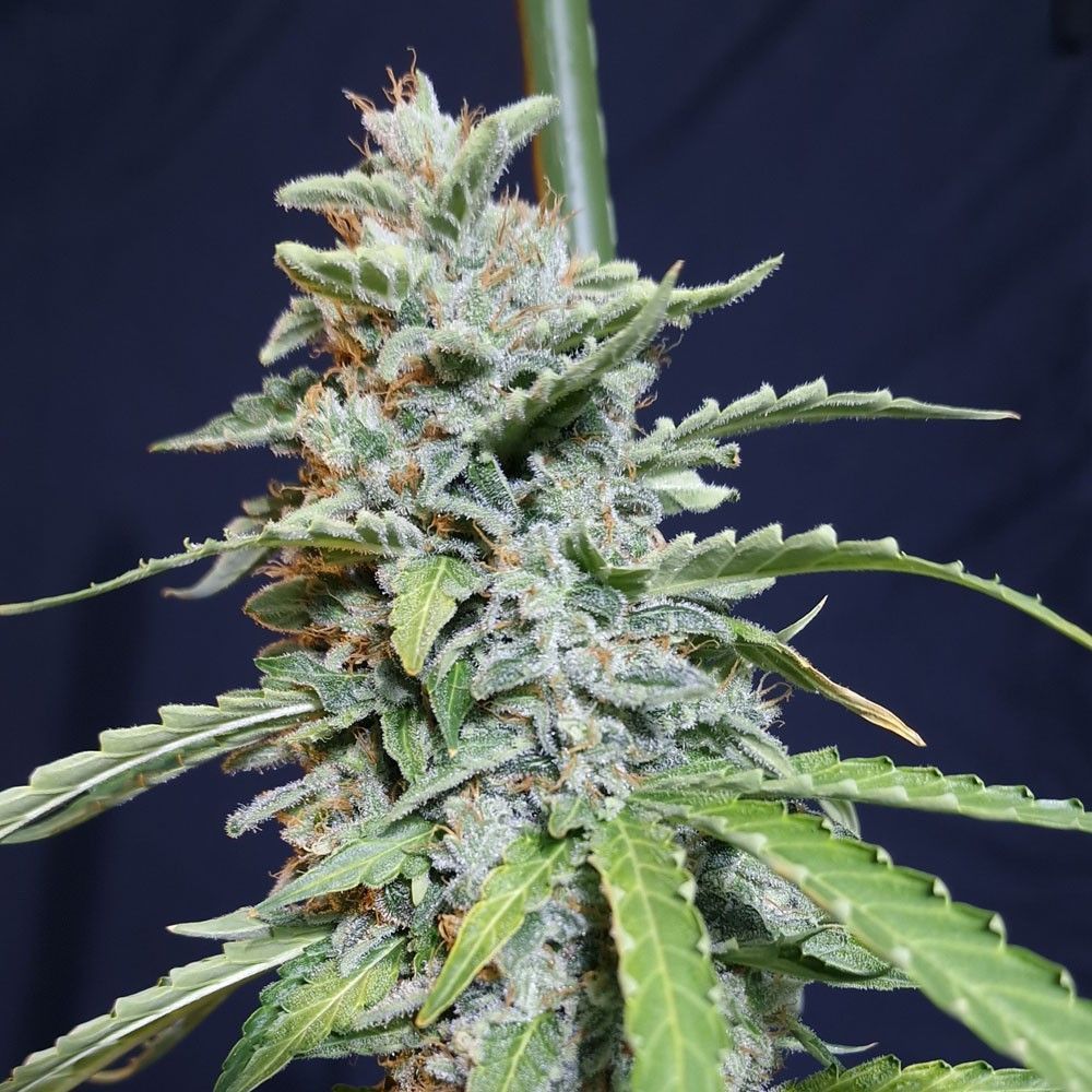 Eva Seeds Super Watermelon Automatic Hanfsamen Cannabisblüte