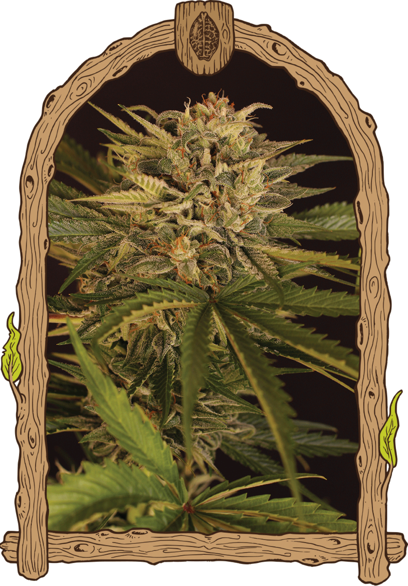 Exotic Seeds Dr. Greenman Pure CBD Feminisierte Hanfsamen