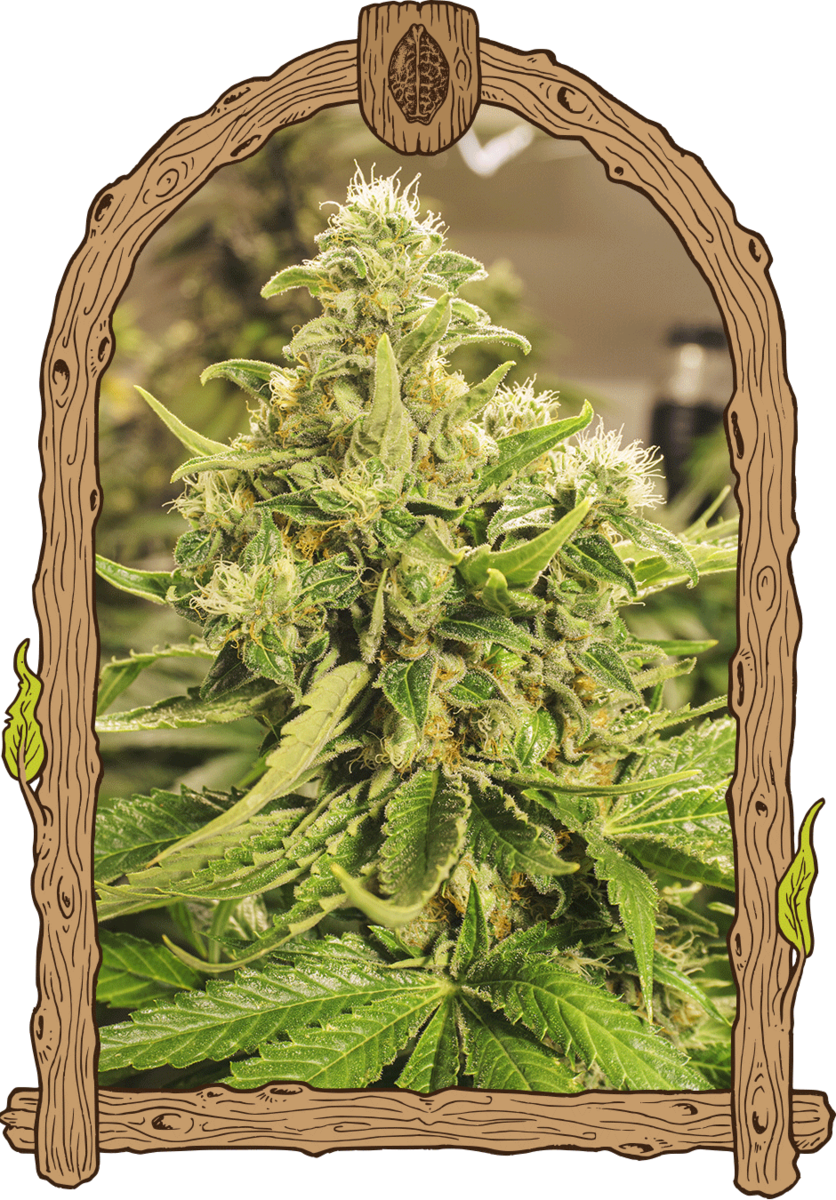 Exotic Seeds Exotic Pure CBG Feminisierte Hanfsamen