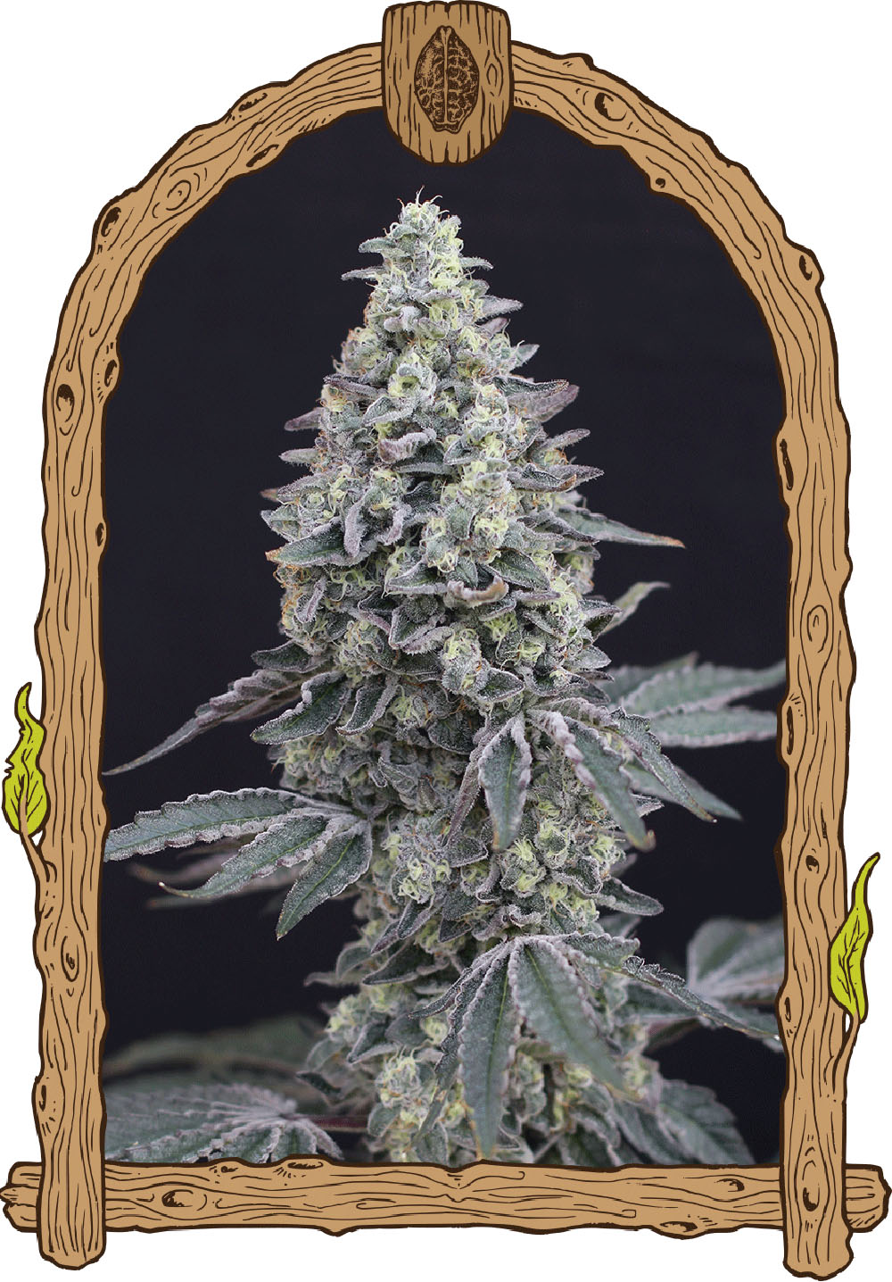 Exotic Seeds Georgia Cream Automatic Hanfsamen Blüte