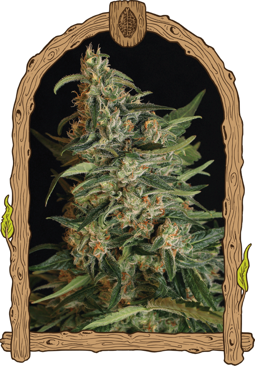 Exotic Seeds Green Gummy Feminisierte Hanfsamen