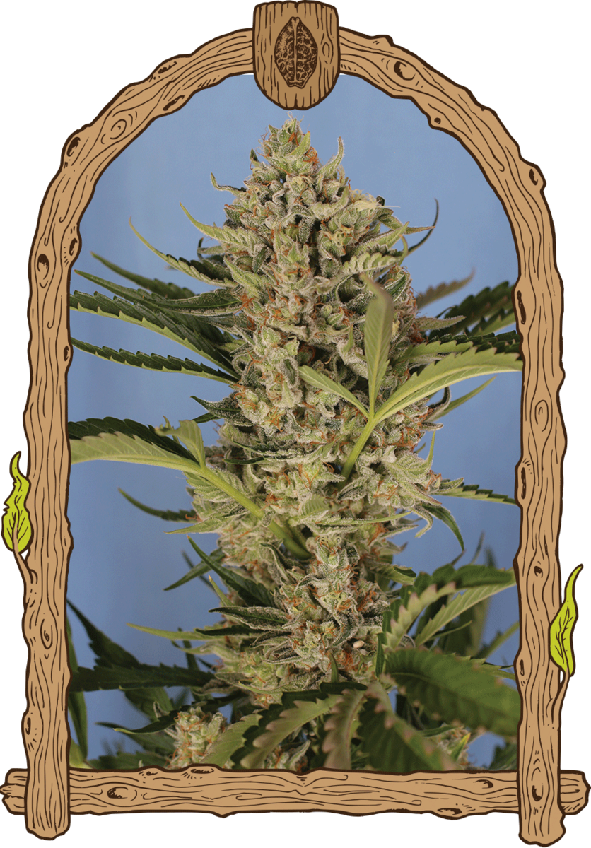 Exotic Seeds Herz OG Automatic Hanfsamen