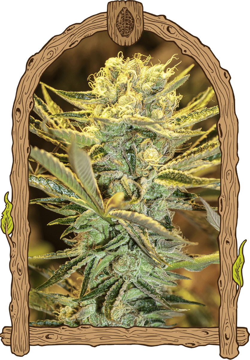 Exotic Seeds Hippieberry Feminisierte Hanfsamen