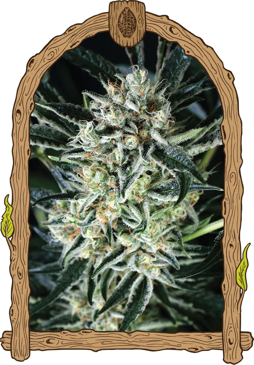 Exotic Seeds Jelly Bananen Feminisierte Hanfsamen
