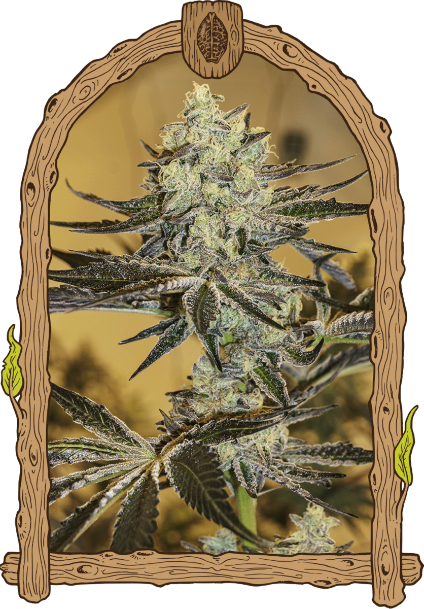 Exotic Seeds Malasaña Gelato Feminisierte Hanfsamen