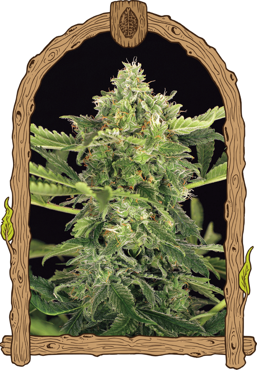 Exotic Seeds Mango Cream Automatic Hanfsamen