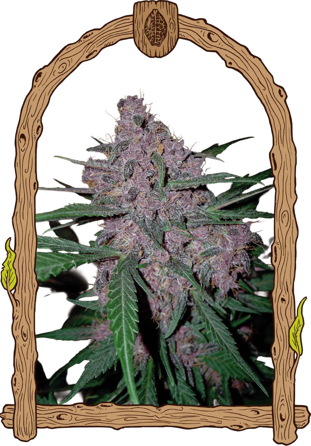 Exotic Seeds Penkiller Exclusive Feminisierte Hanfsamen Blüte