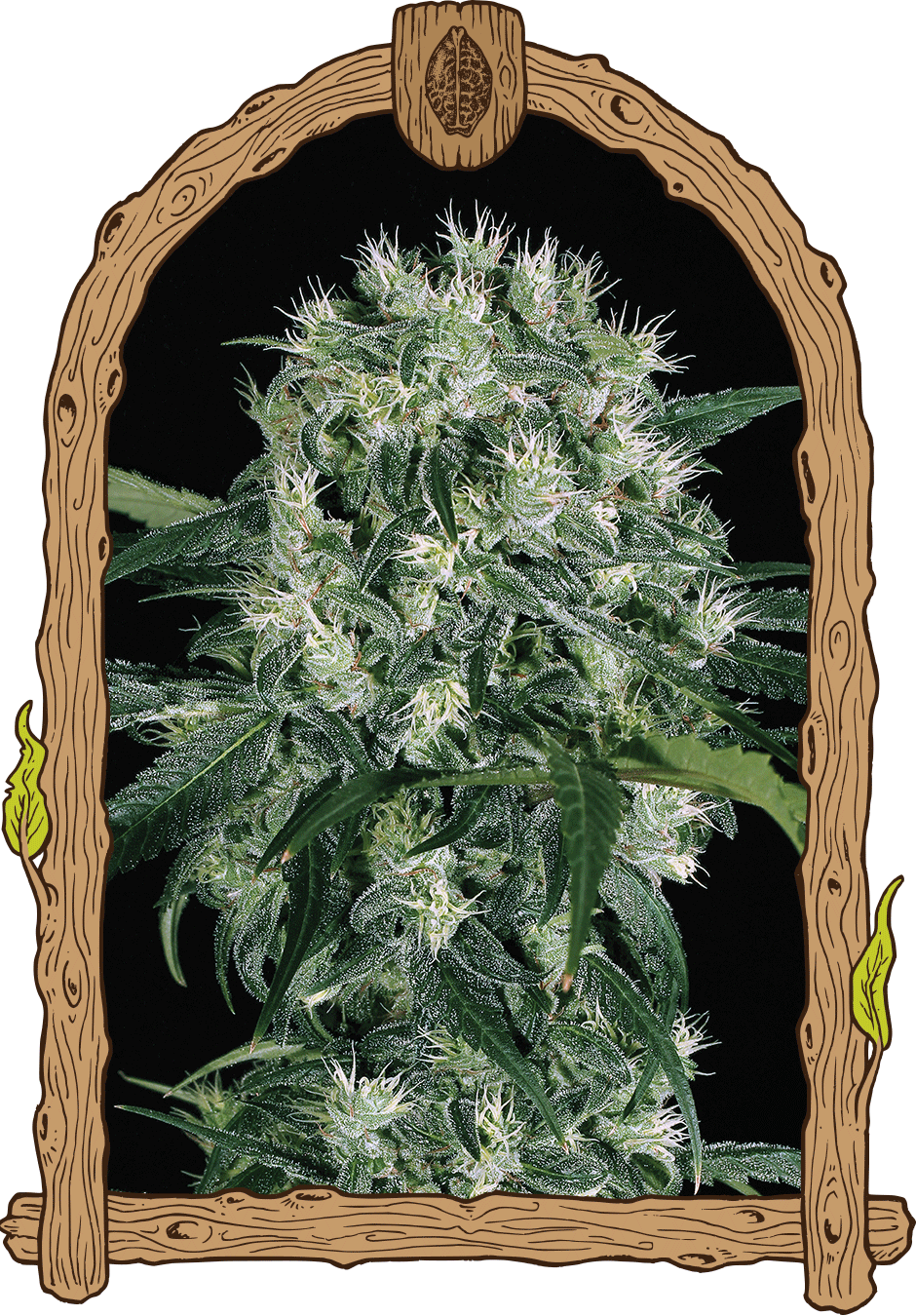 Exotic Seeds Feminisierte Hanfsamen