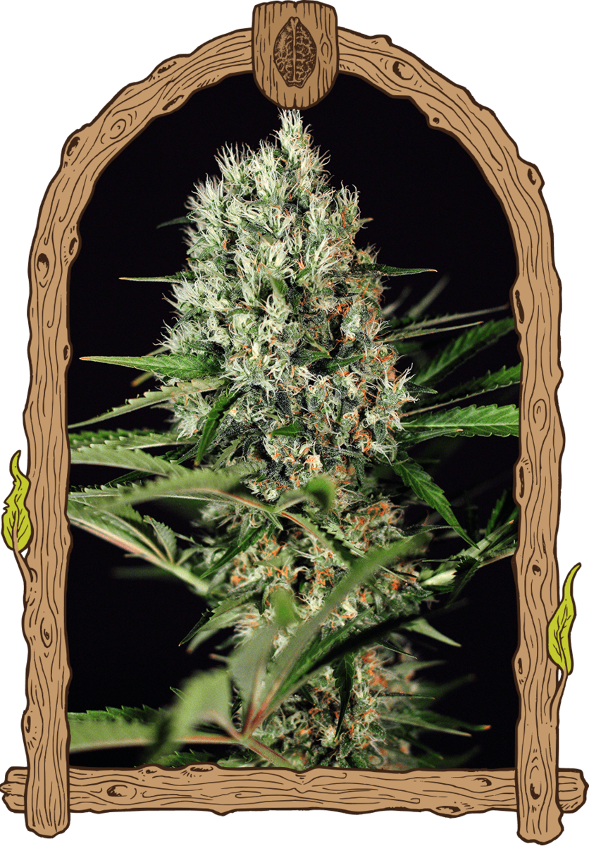 Exotic Seeds Quick Mass Feminisierte Hanfsamen