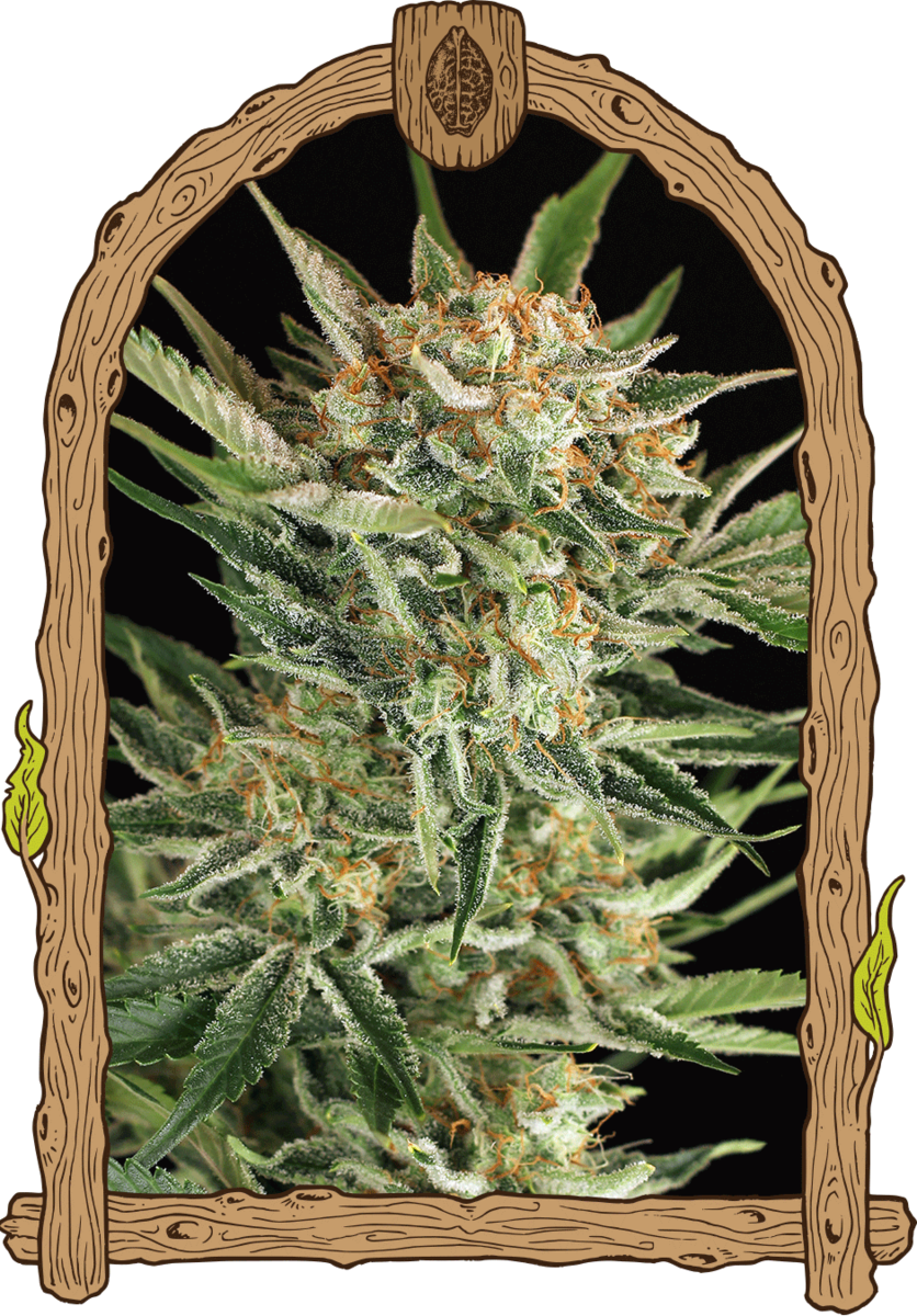 Exotic Seeds Russian Automatic Hanfsamen
