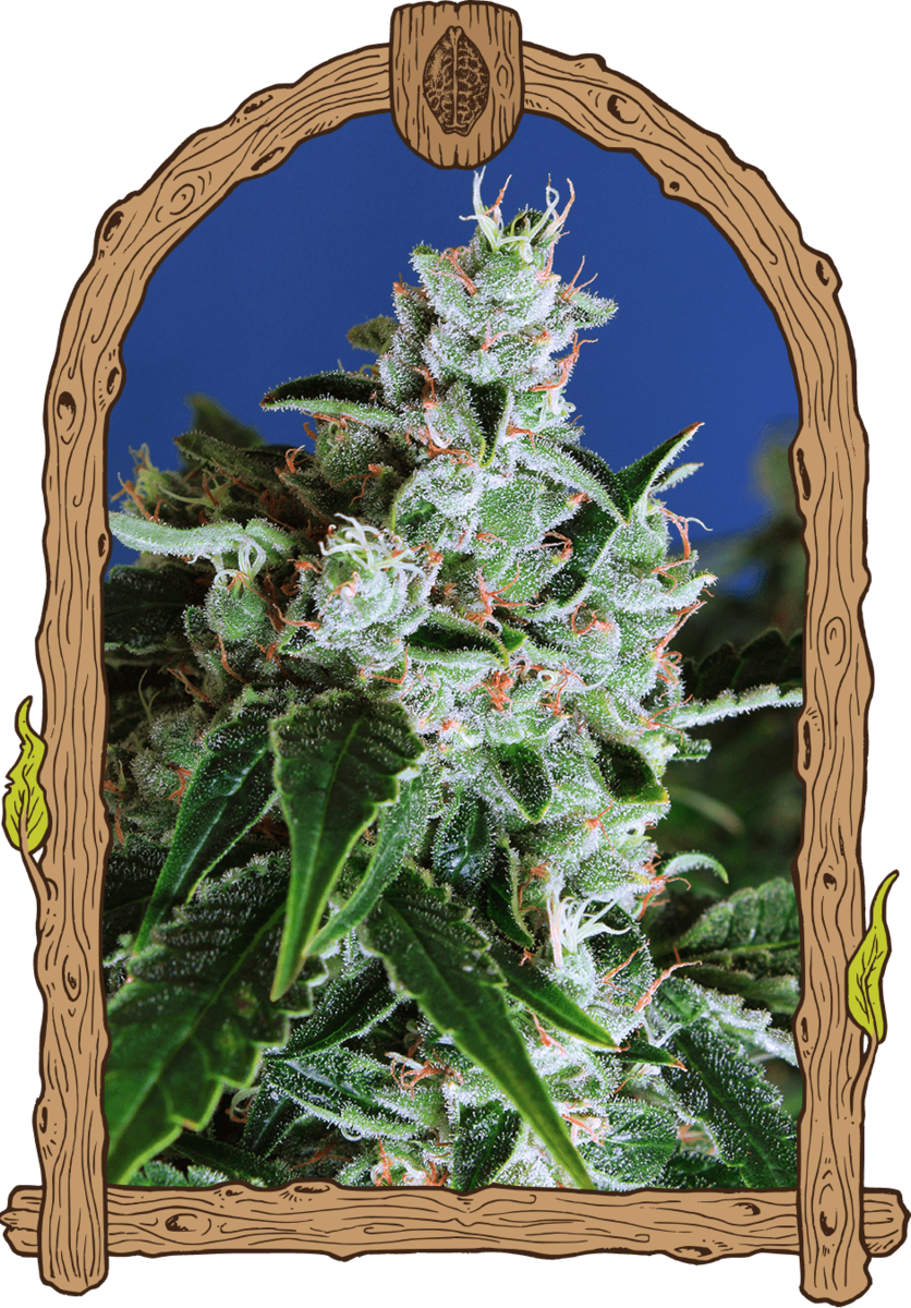Exotic Seeds Sir Jack Automatic Hanfsamen