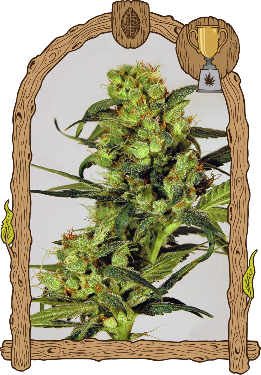 Exotic Seeds Spicy Bitch Feminisierte Hanfsamen