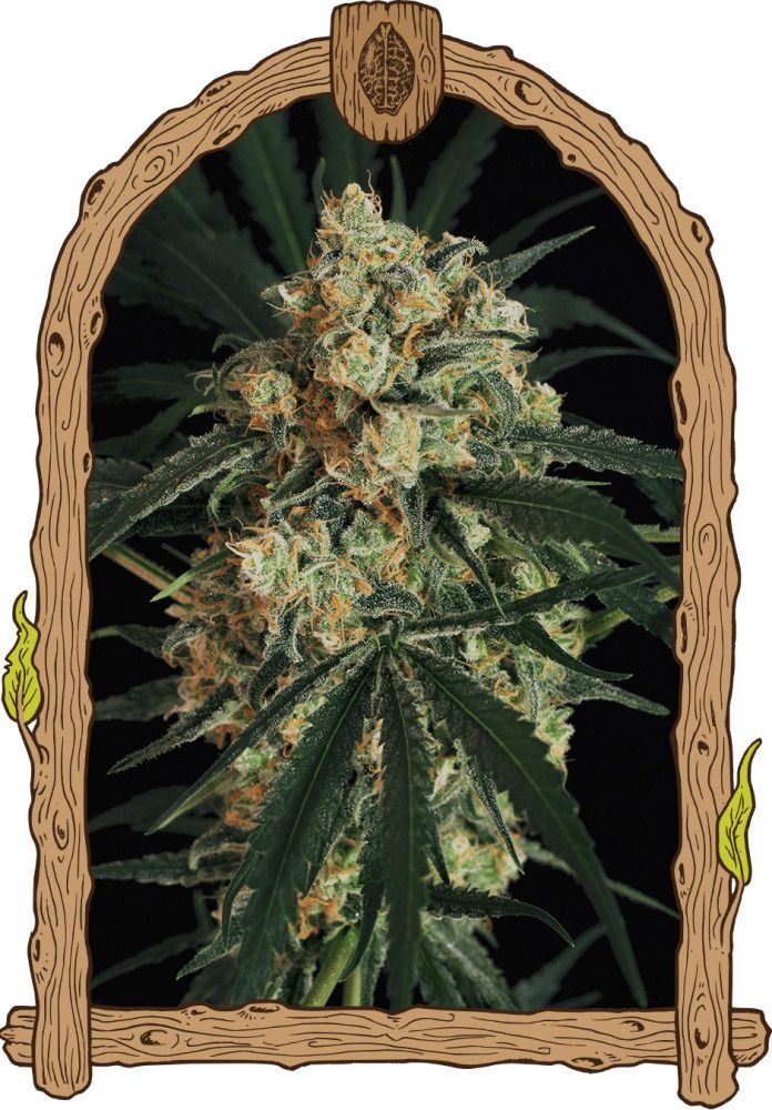 Exotic Seeds Triple A (AAA) Automatic Hanfsamen Cannabisblüte