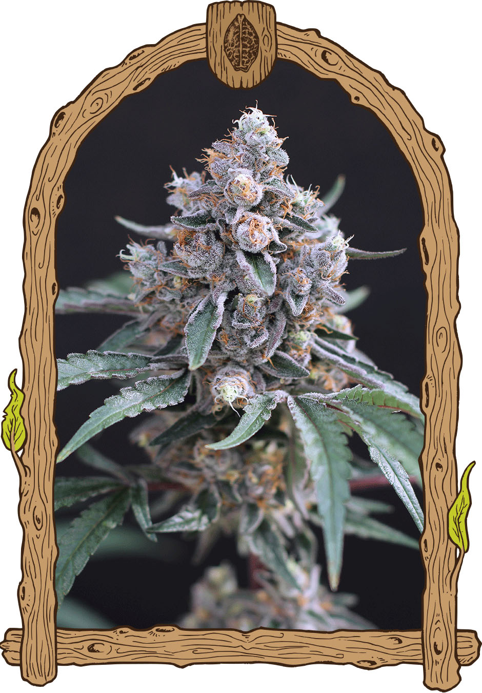 Exotic Seeds Turbo Junky Feminisierte Hanfsamen Blüte