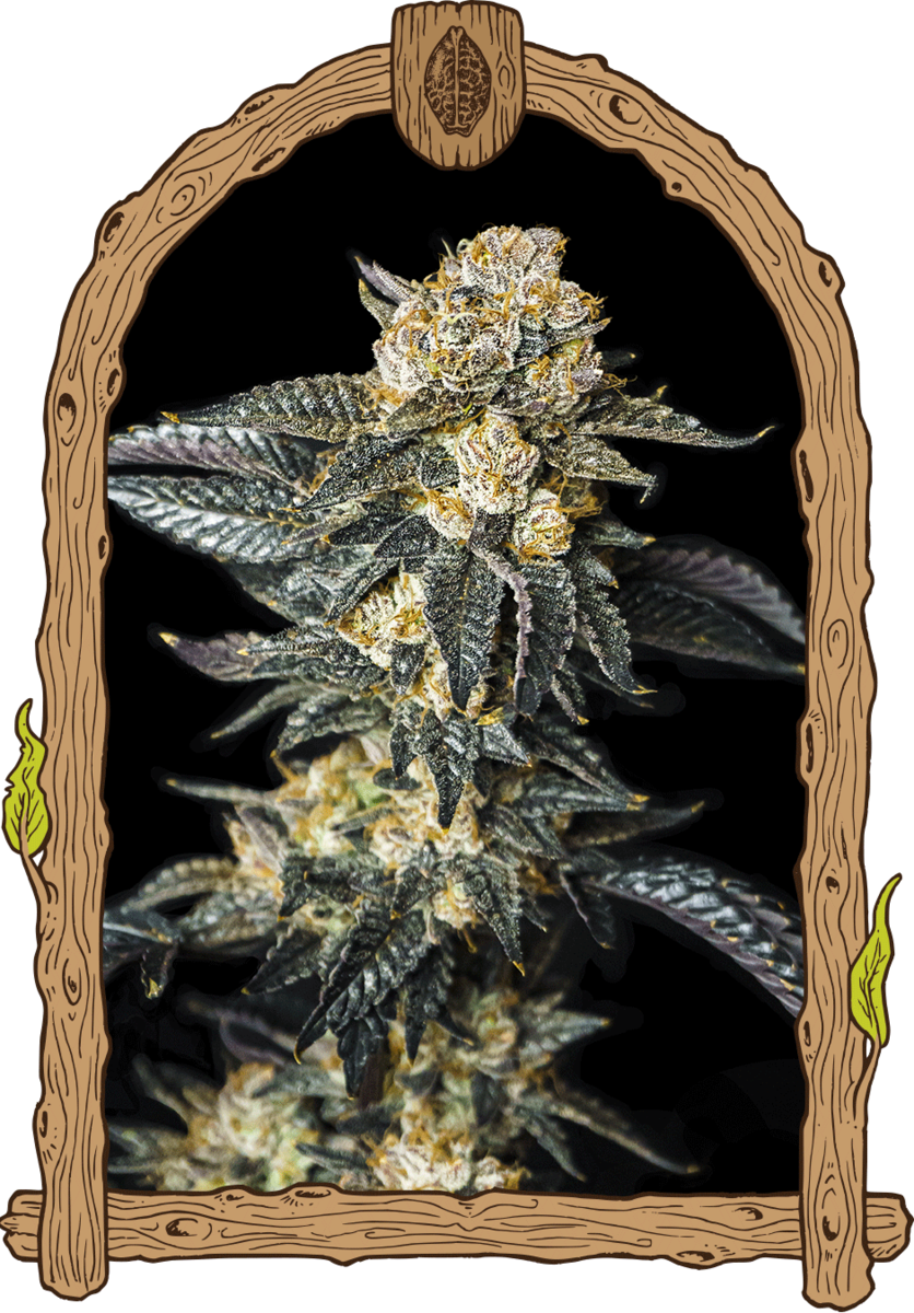 Exotic Seeds Zkittaberry Automatic Hanfsamen