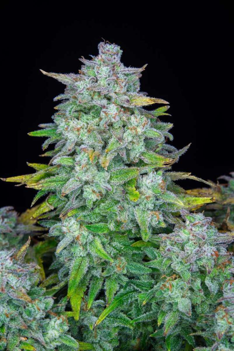 Fast Buds Afghan Kush automatic Hanfsamen