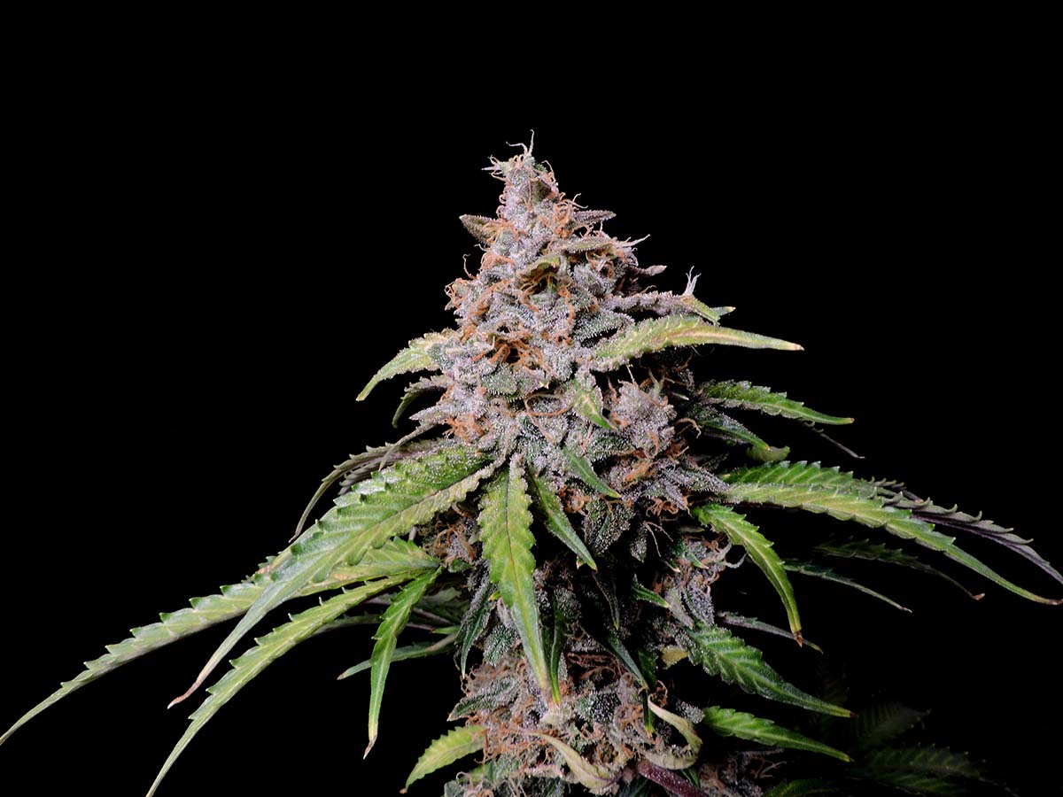 Fast Buds Amnesia Zkittlez Auto Hanfsamen