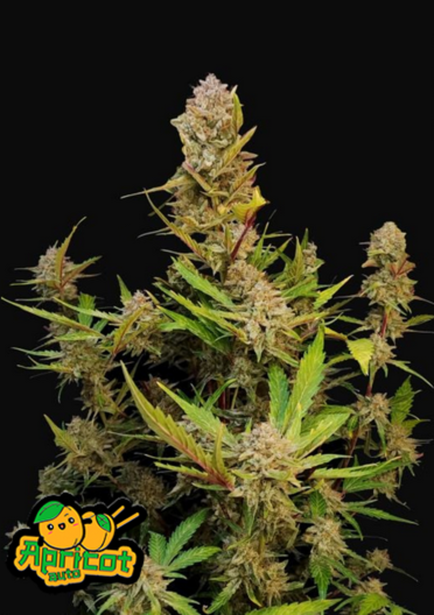 Fast Buds Apricot automatic Hanfsamen