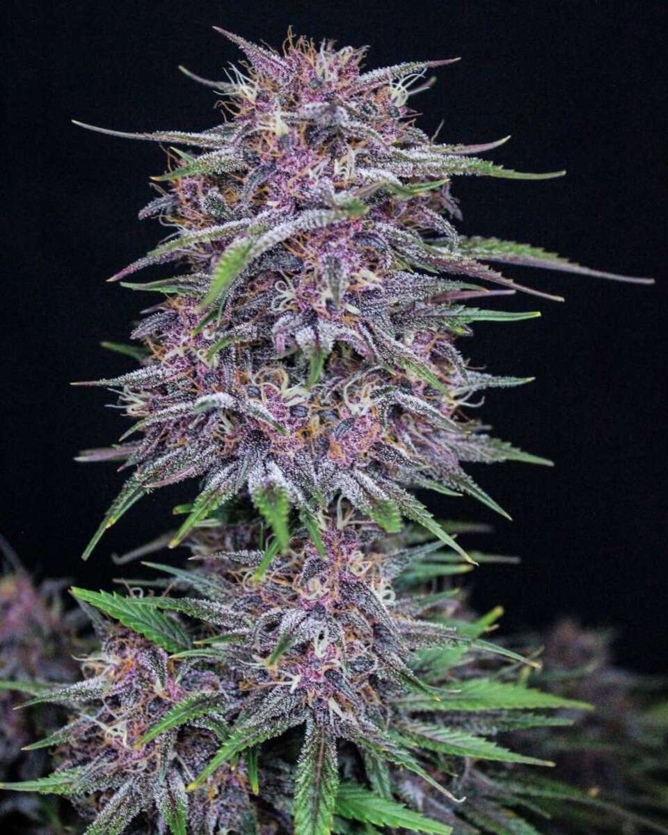 Fast Buds Banana Purple Punch automatic Hanfsamen